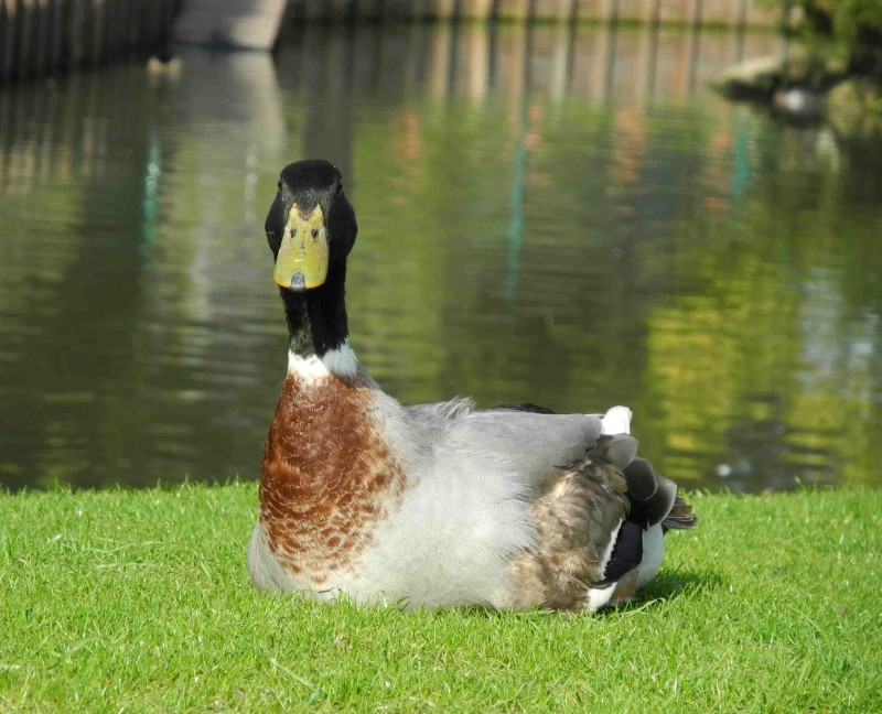Canard colvert (Anas platyrhynchos).